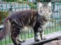 female black-tabby-cl Maine Coon