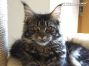 xxl female black-tabby-cl Maine Coon