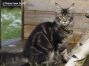 xxl female black-tabby-cl Maine Coon Youngster