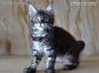 xxl female black-tabby-cl Maine Coon Babie