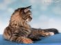 Maine Coon black-torbie-mc Katze
