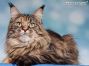 Maine Coon black-torbie-mc Katze