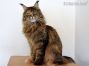Maine Coon black-torbie-mc Katze