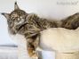 Maine Coon Katze