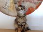 Maine Coon Sternchen