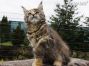 female Maine Coon Youngster