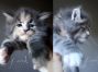 male blue-silver-torbie-white Maine Coon Babie