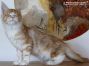 female red-silver-tabby-cl-white Maine Coon Babie