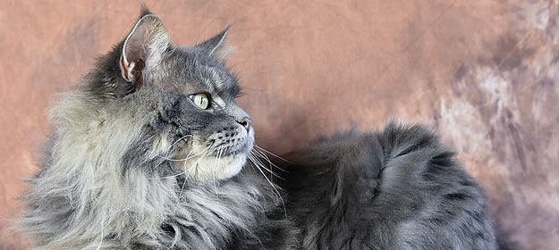 Buddy of Maine Coon Castle 4 Jahre alt