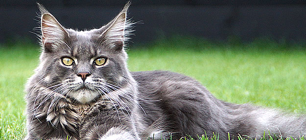 Buddy of Maine Coon Castle