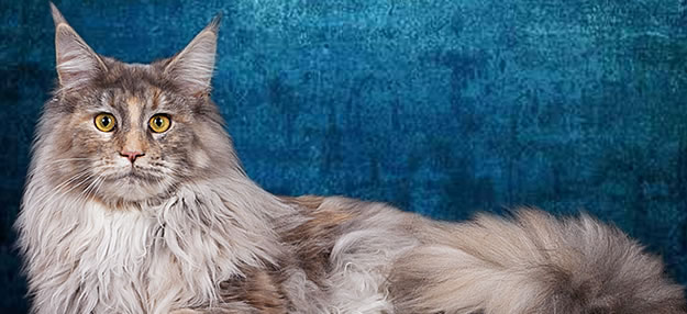 Maine Coon Katze Starbushway Cuddle-Nelly bei Maine Coon Castle