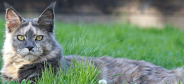 Zoey of Maine Coon Castle