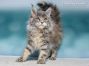 Prinzessin Steffi by Maine Coon Castle