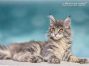 Maine Coon Welpe aus Sachsen