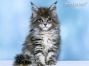 Maine Coon Welpe aus Deutschland