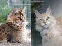 Mutter: Bloomingtree KK'Golden Kashmere und  Vater: Beauty Cats Vasja