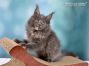 Maine Coon Welpe aus Sachsen