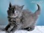 Maine Coon Baby aus Sachsen