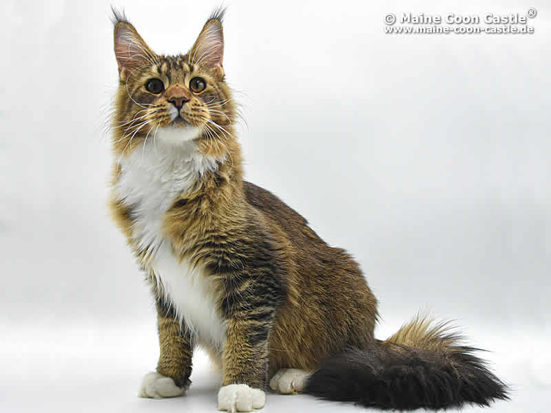 Maine Coon Castle Ist Eine Maine Coon Katzenzucht In Der