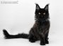 Wally of Maine Coon Castle 4,5 Monate alt, 3058g