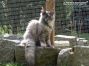 Maine Coon Youngster aus Sachsen