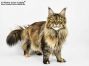 Yvonne of Maine Coon Castle 2 Jahre und 1 Monat alt, 4850g