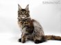 Yvonne of Maine Coon Castle 14 Wochen alt, 2010g