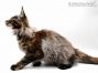 Yvonne of Maine Coon Castle 14 Wochen alt, 2010g