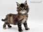 Maine Coon Baby aus Dresden