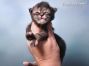 Maine Coon Kitten aus Sachsen
