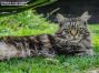Zarina of Delia´s Castle 2 Jahre und 4 Monate alt