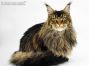 Zeno of Maine Coon Castle 11 Monate alt