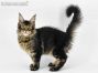 Zeno of Maine Coon Castle 4 Monate alt, 2805g