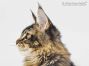 Zeno of Maine Coon Castle 4 Monate alt, 2805g