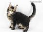 Zeno of Maine Coon Castle 10 Wochen alt, 1525g