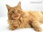 roter Maine Coon Kater aus Sachsen