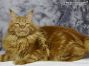 roter Maine Coon Kater aus Sachsen