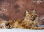 roter Maine Coon Kater