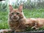 Maine Coon Youngster aus Dresden