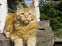Maine Coon Youngster aus Sachsen