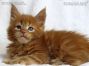 Maine Coon Baby aus Dresden